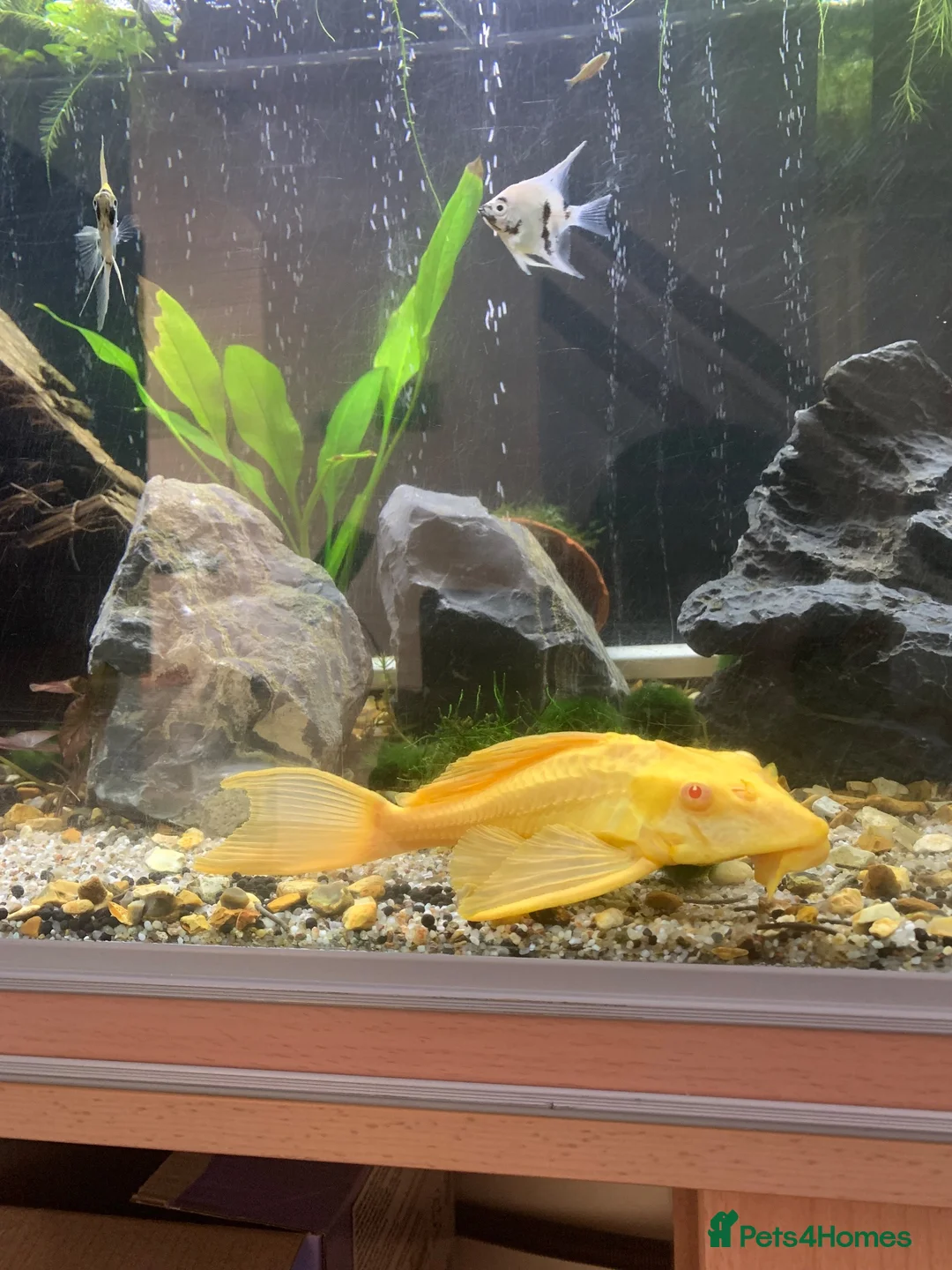 Plecos fish for sale: Golden Glass Cleaner with a Big Personality ✨ in Farnham - Advert 2