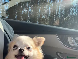 Chihuahua dogs Long haired Butterfly Male Chihuahua for STUD - Advert 5