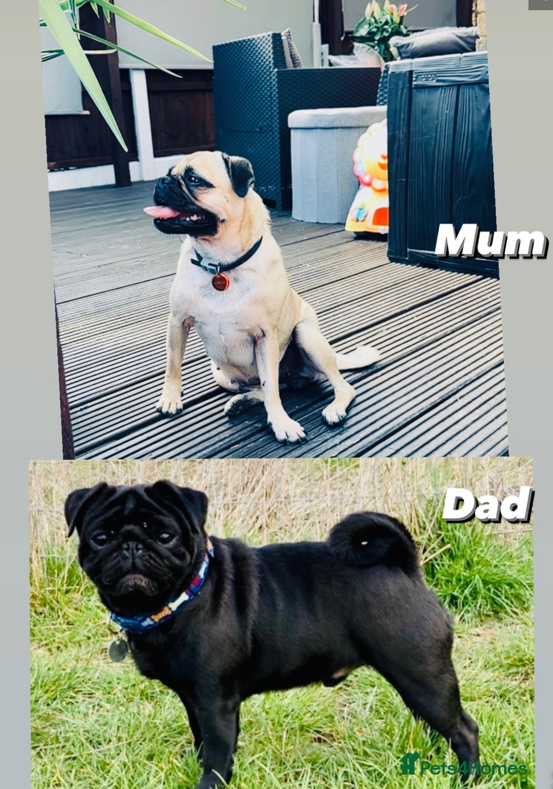 Pug dogs for sale: Cute Pug Puppies Looking for a New Home! ✨ - Advert 2