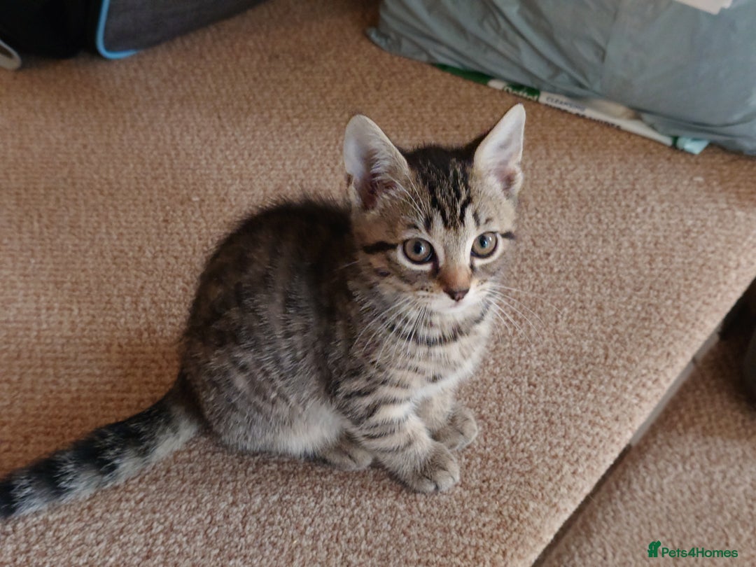 Mixed Breed cats for sale: 6 kittens of a Persian mum with Tuft ears. - Advert 13