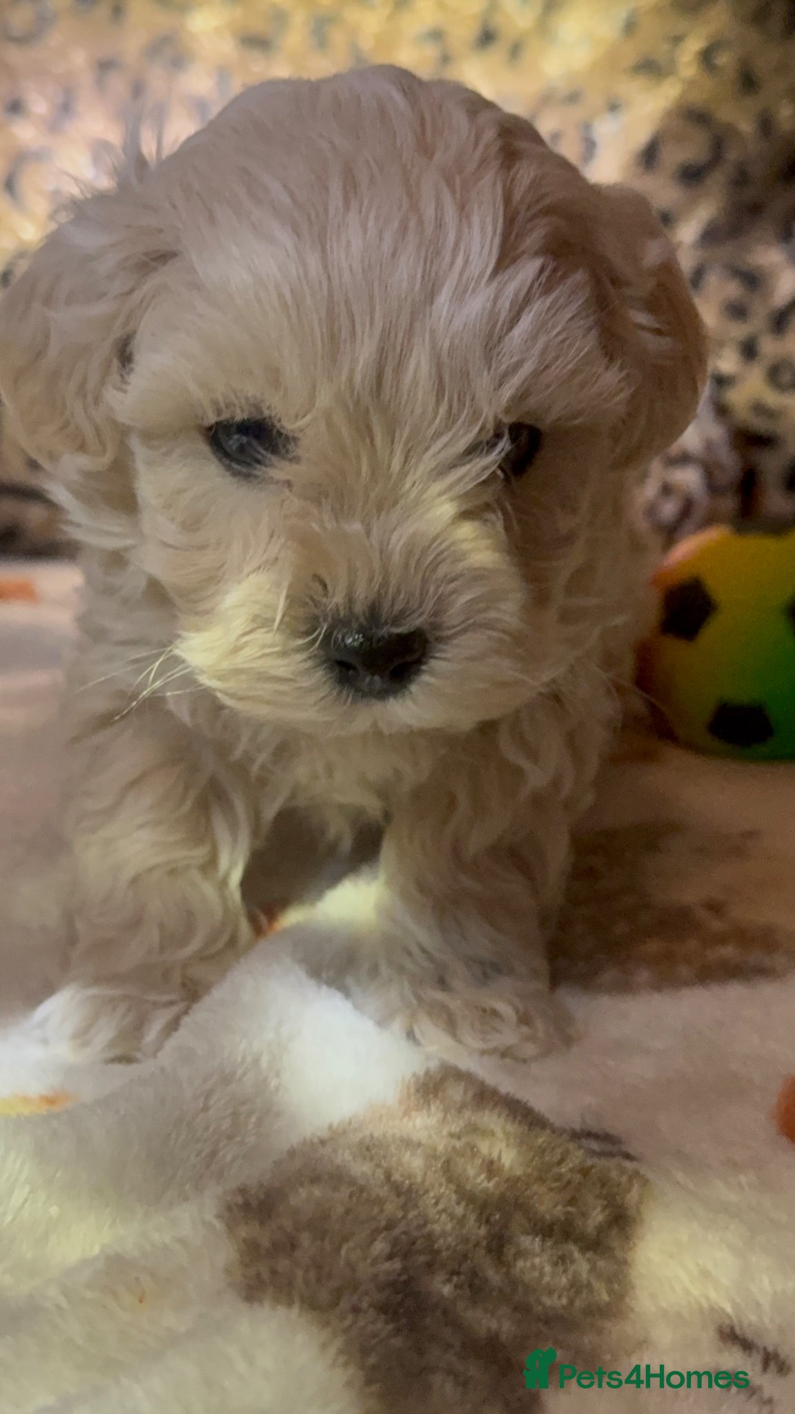 Maltipoo dogs Exceptional Genuine Maltipoo Puppies  - Advert 5