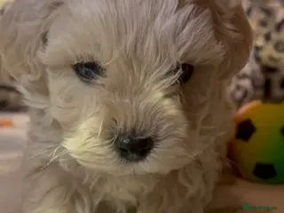 Maltipoo dogs Exceptional Genuine Maltipoo Puppies - Advert 5