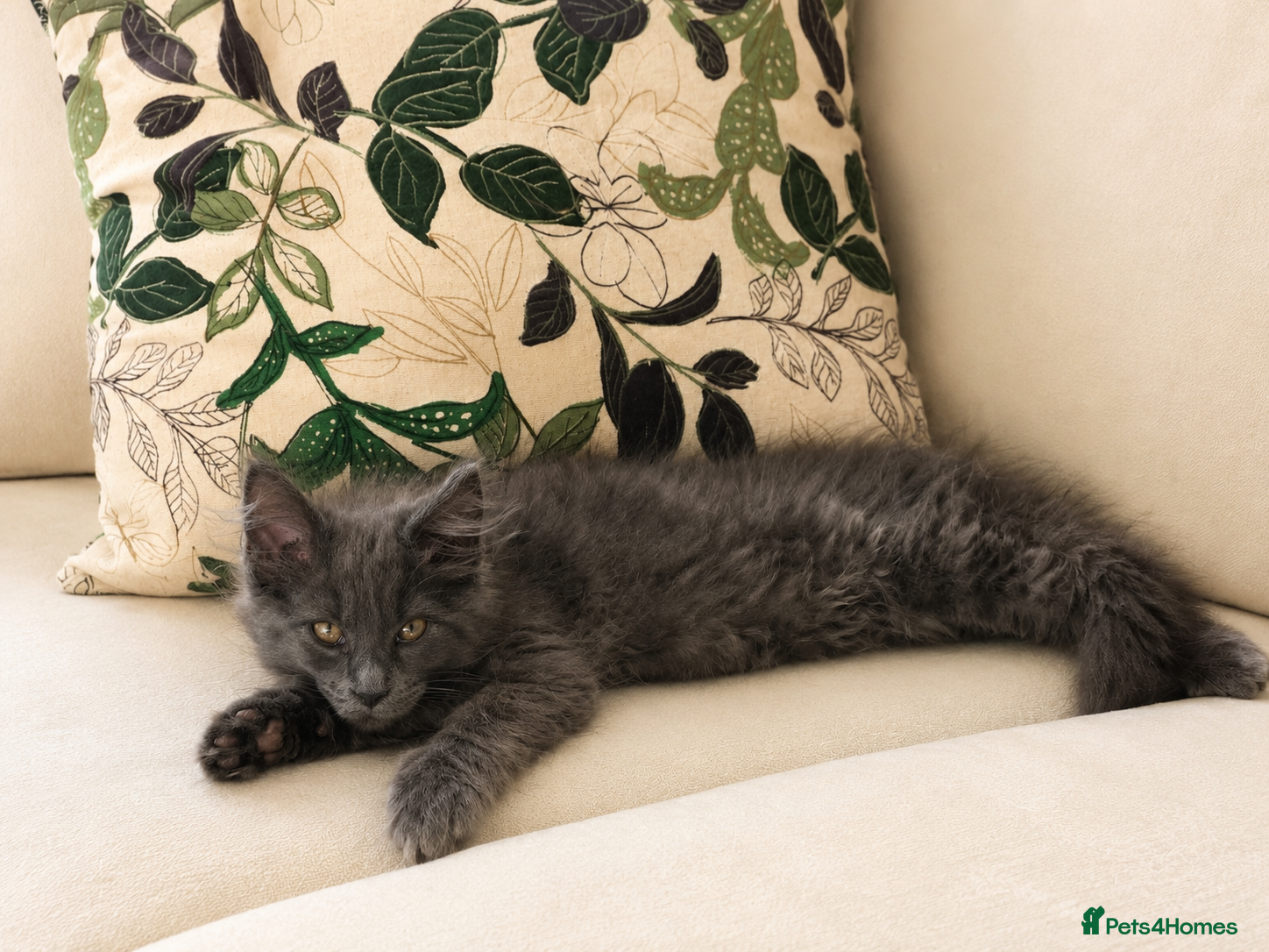 Maine Coon cats 1 stunning blue boy remaining  main pic - Advert 1