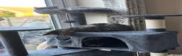 Mixed Breed cats for sale: 4 cats looking to be re homed  - Advert 4
