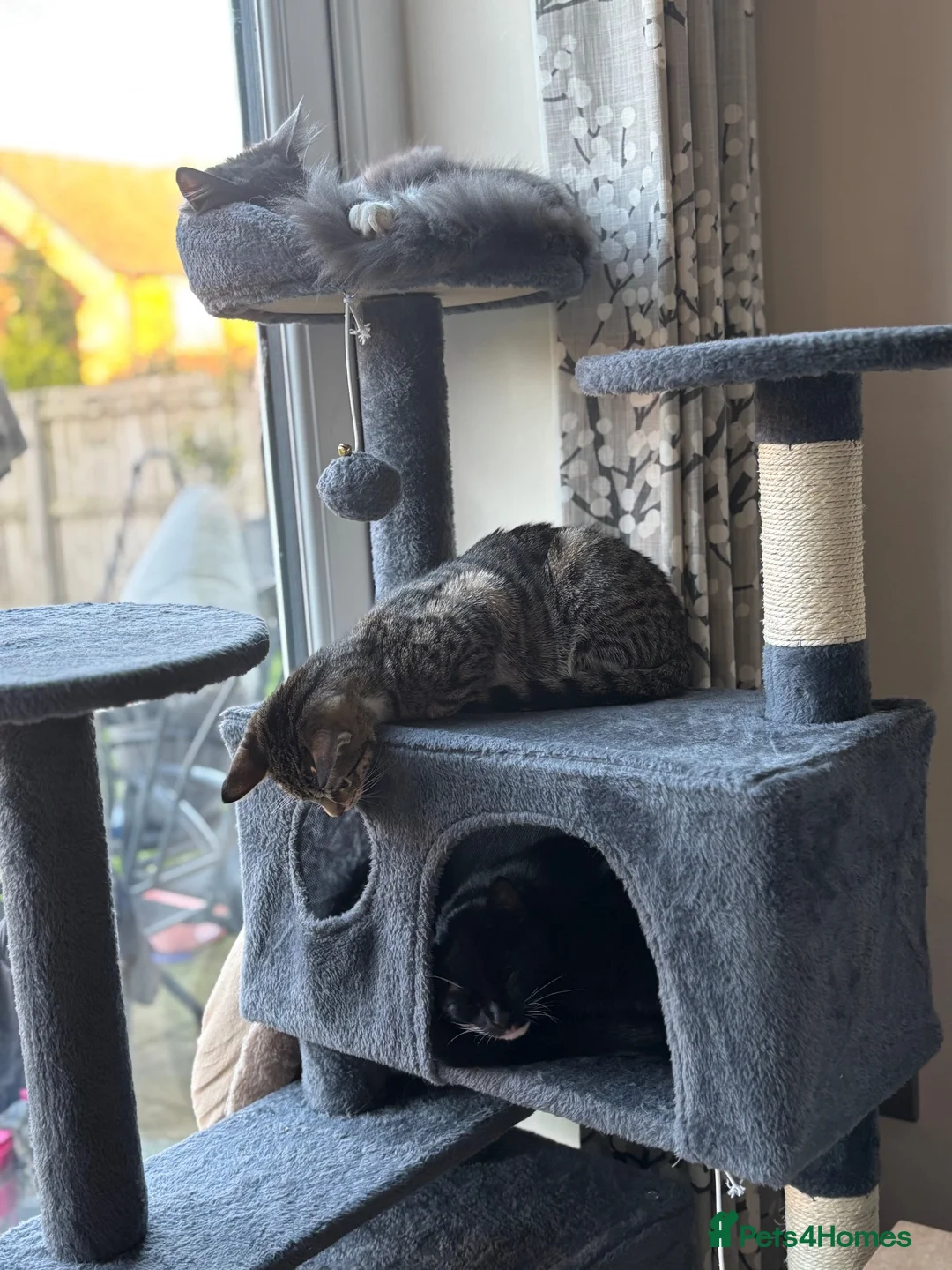 Mixed Breed cats for sale: 4 cats looking to be re homed  - Advert 4