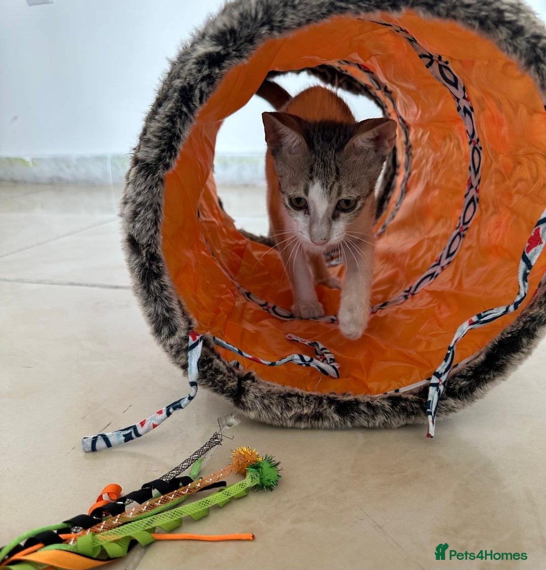 Mixed Breed cats for adoption: DANI - BUNDLE OF CUDDLES-FUN NEUTERED  - Image 5