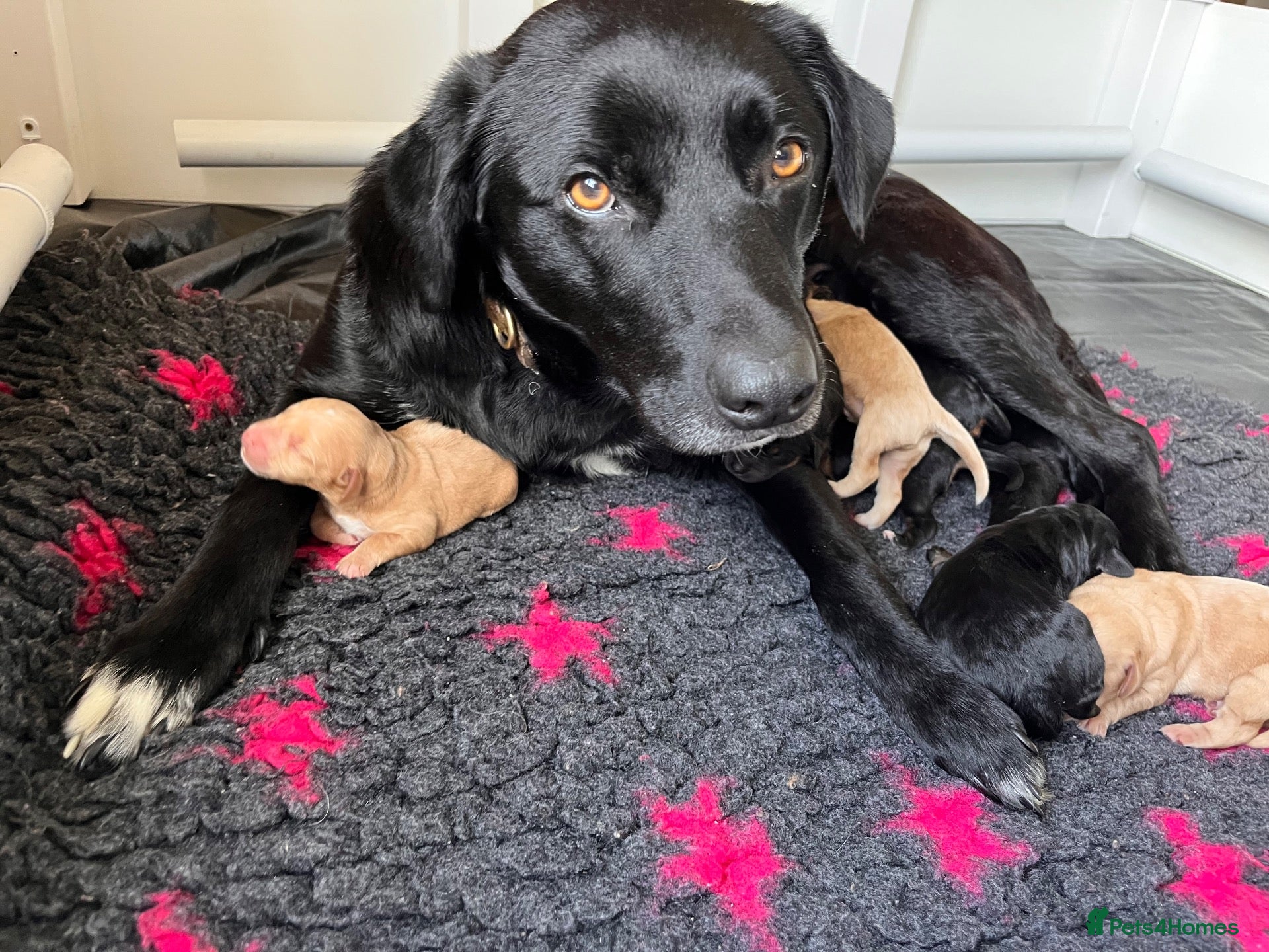 Mixed Breed dogs Delightful Double Doodles  - Advert 1