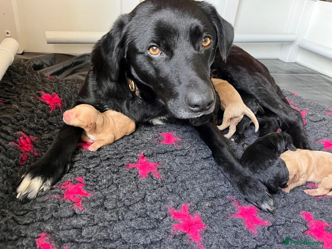 Mixed Breed dogs for sale: Delightful Double Doodles  in Crewe - Advert 1