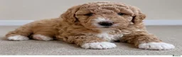 Cavapoo dogs for sale: Cavapoo x Australian labradoodle puppies  in Northampton - Advert 14