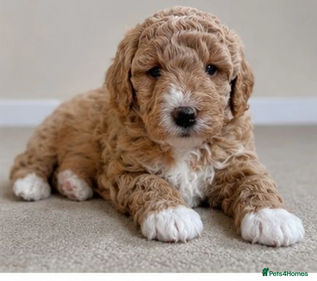Cavapoo dogs for sale: Cavapoo x Australian labradoodle puppies  in Northampton - Advert 14