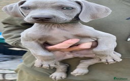 Weimaraner dogs for sale: (3 remaining!) 8 Stunning KC 🩷&💙 Weimaraner pups in Thetford - Image 25