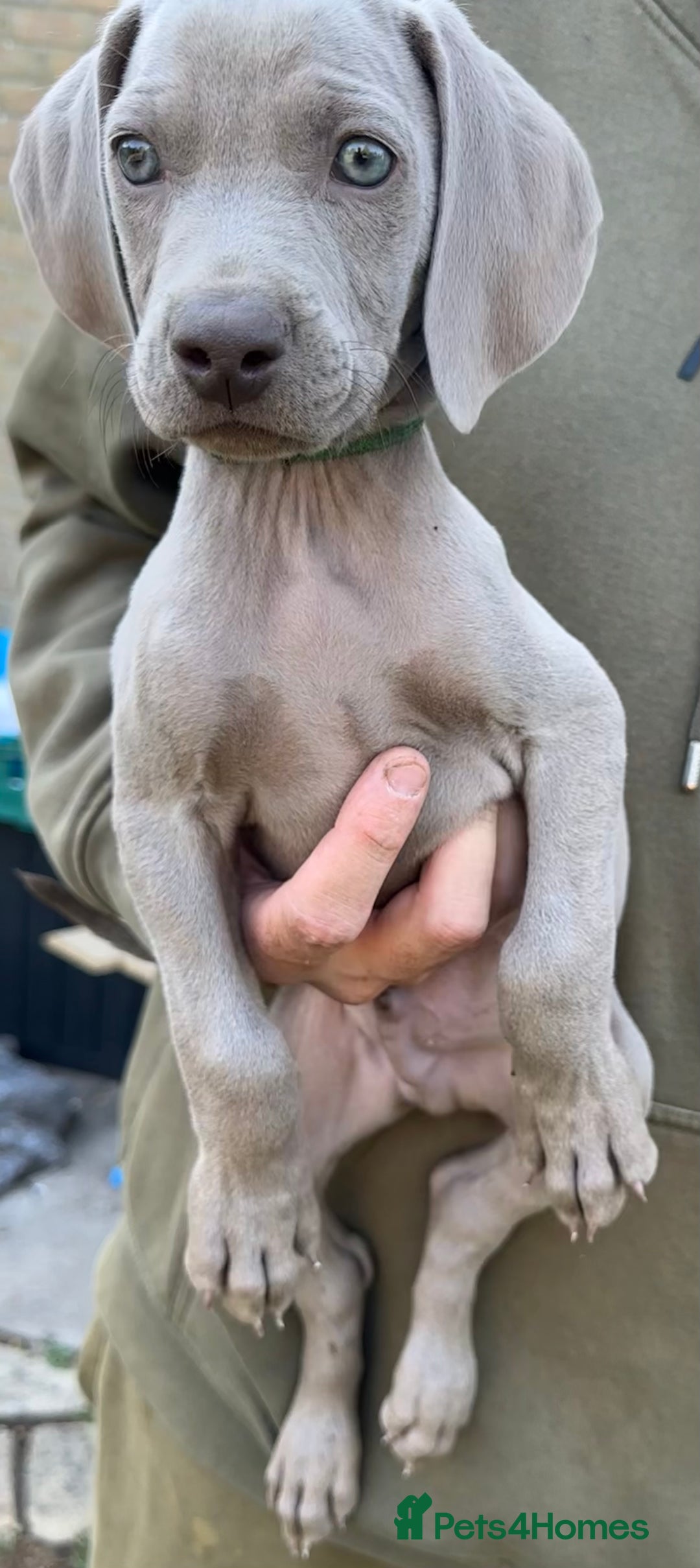 Weimaraner dogs for sale: (3 remaining!) 8 Stunning KC 🩷&💙 Weimaraner pups in Thetford - Image 25