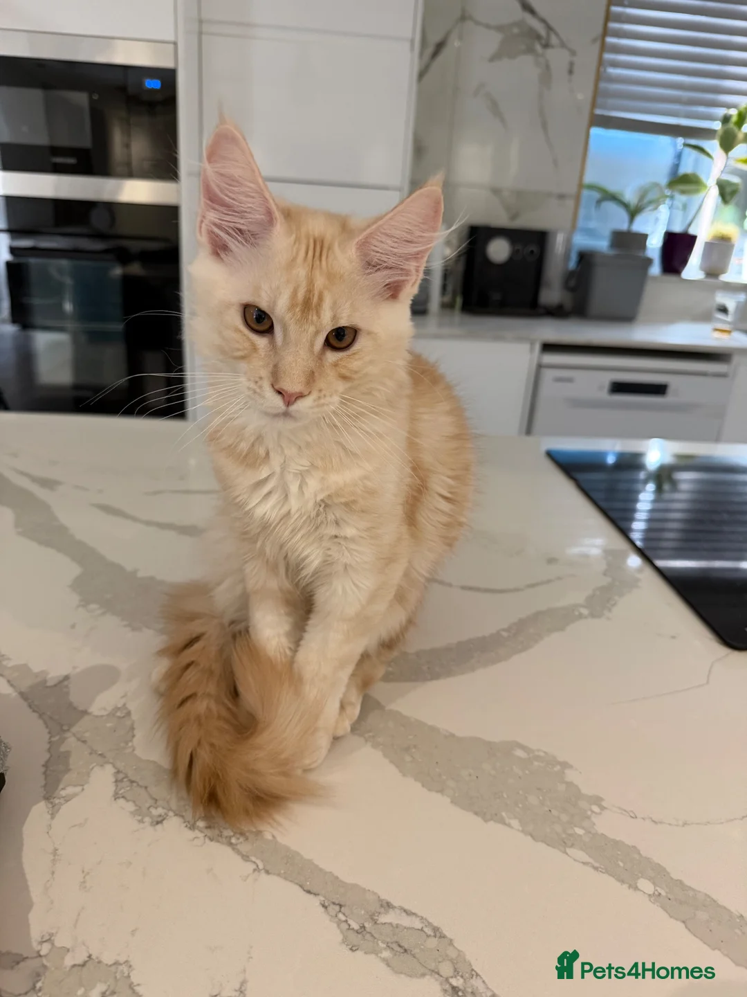 Maine Coon cats for sale: ❤️❤️LAST BOY LEFT❤️❤️ MAINE COON KITTEN - Advert 10