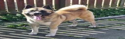 Akita dogs for sale: Akita pups in Middlesbrough - Advert 4