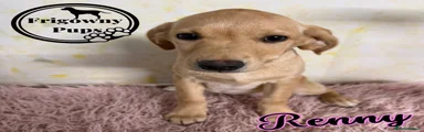 Renny 