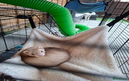 Ferret rodents for sale: 2 x male ferrets - Image 12