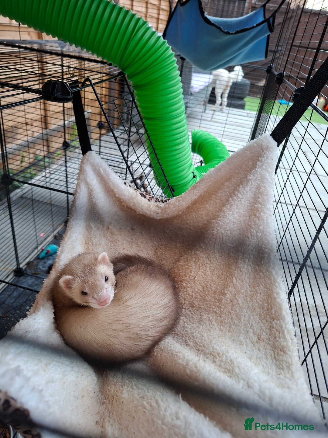 Ferret rodents for sale: 2 x male ferrets - Image 12
