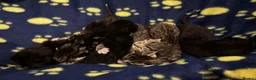 Domestic Shorthair cats for sale: Four sweet tabby & black kittens for sale - Advert 13