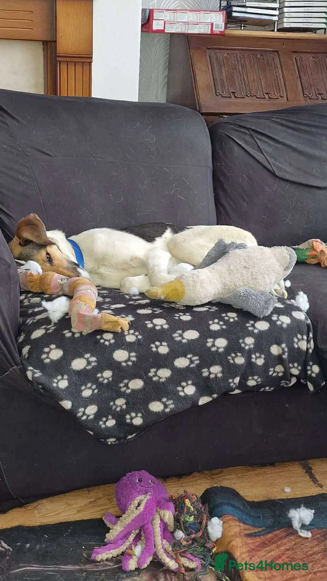 Mixed Breed dogs for adoption: Nora is looking for a loving forever home in Withernsea - Advert 12