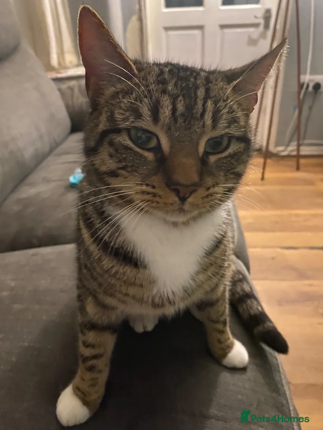 Domestic Shorthair cats for sale: Stunning super friendly kittens in Manchester - Advert 1