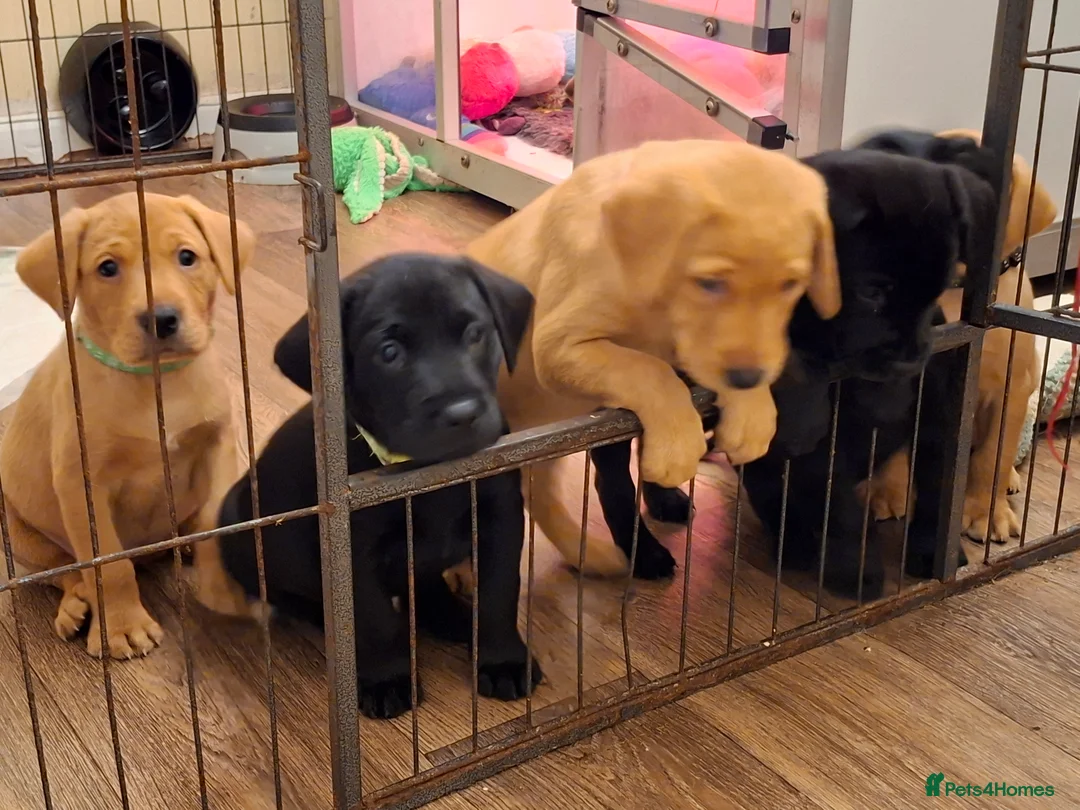 Labrador Retriever dogs for sale: Labrador Retriever litter - Advert 21