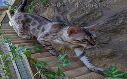 Bengal cats for sale: 🖤🤎🧡🤍Bengal sisters🤍🧡🤎🖤 - Image 9