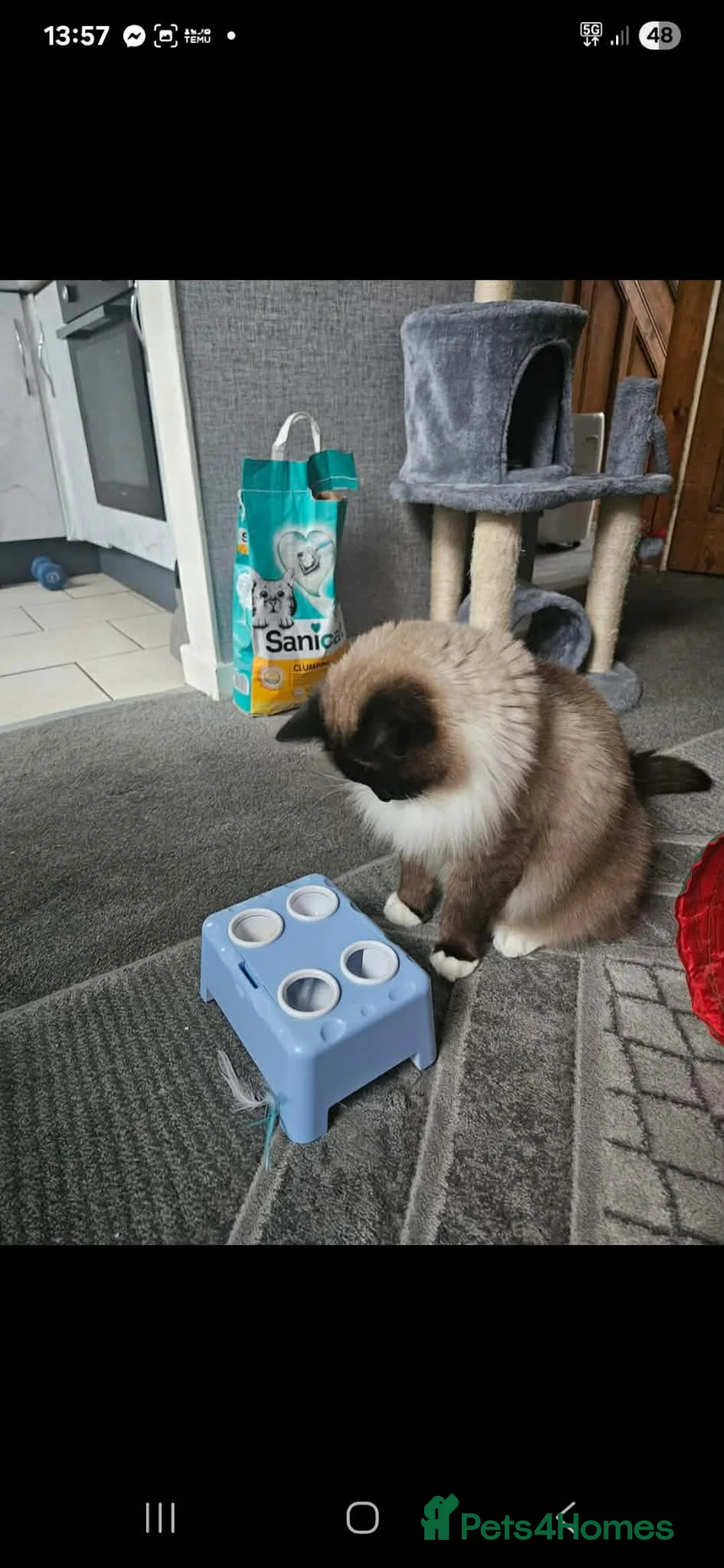 Ragdoll cats for sale: Seal mitted ragdoll - Advert 2