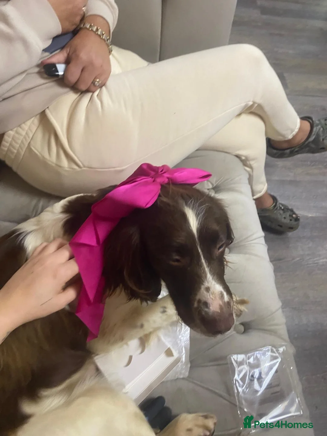 Cocker Spaniel dogs for sale: Cocker spaniel - Advert 7