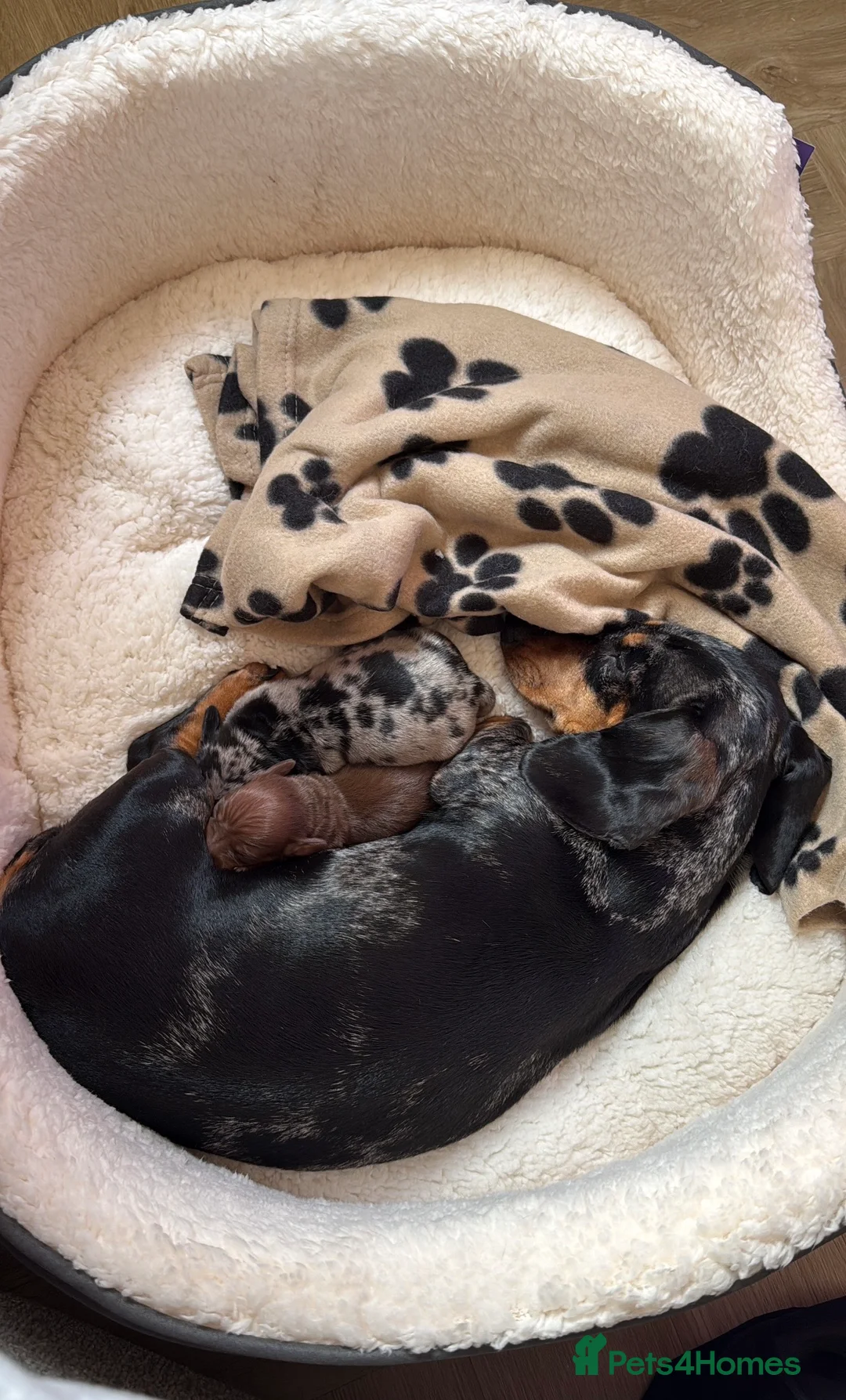 Miniature Dachshund dogs for sale: Mini daxi pups 🐶  ready from March 2026! in Maldon - Advert 9