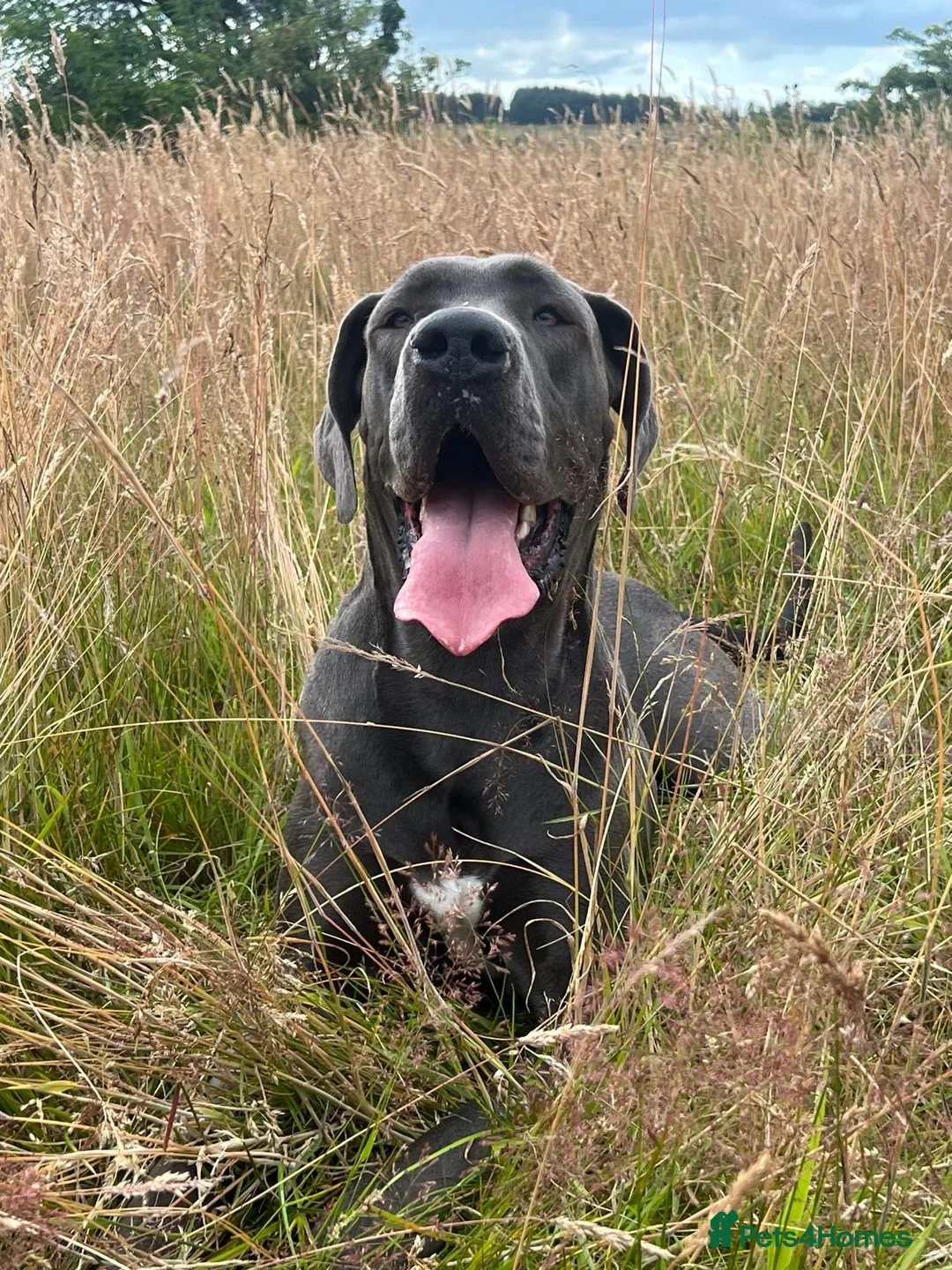 Great Dane dogs for sale: Blue Great Dane  - Advert 2