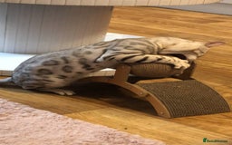 Bengal cats for stud: Bengal cat stud  - Image 4