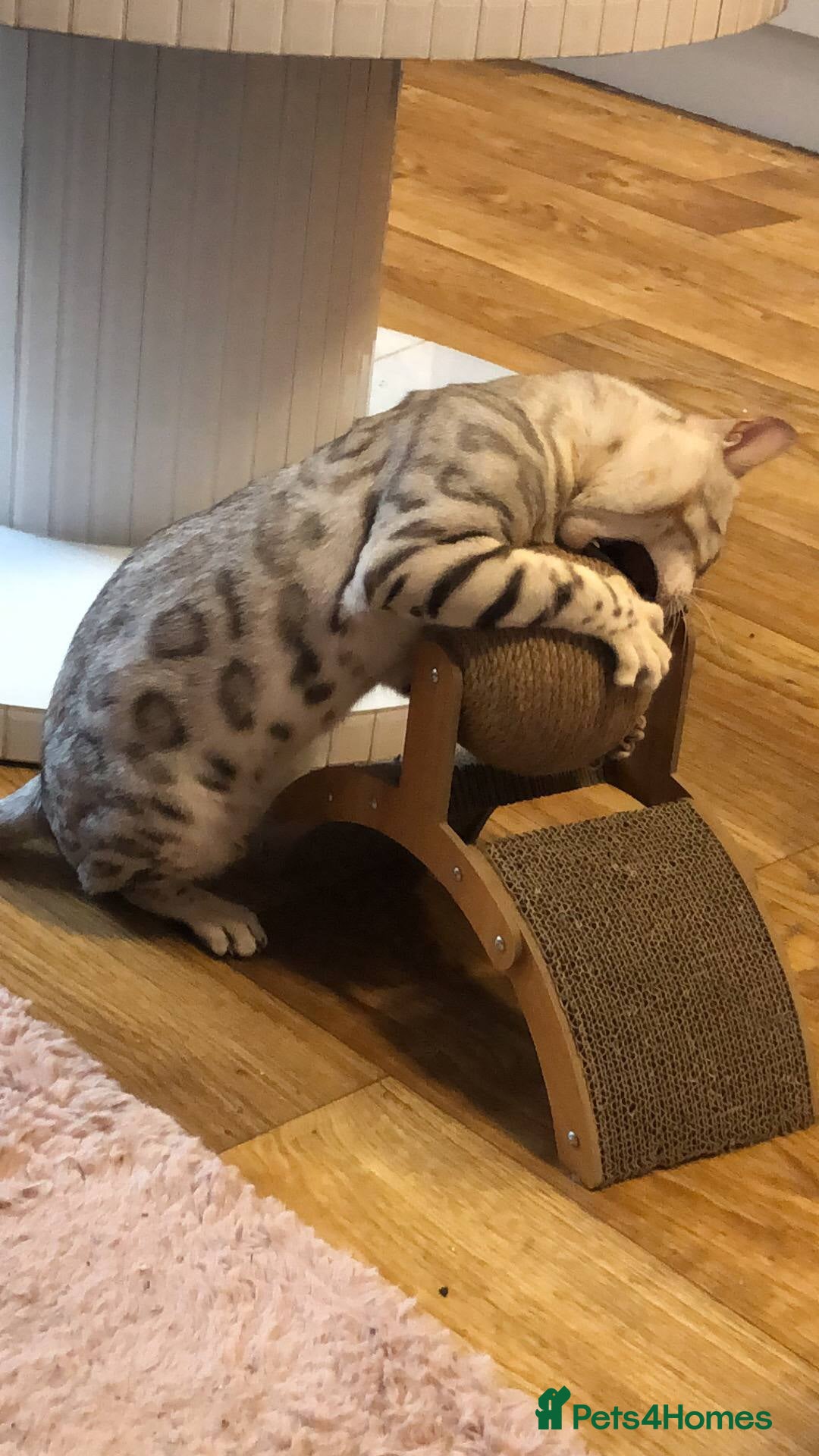 Bengal cats for stud: Bengal cat stud  - Image 4
