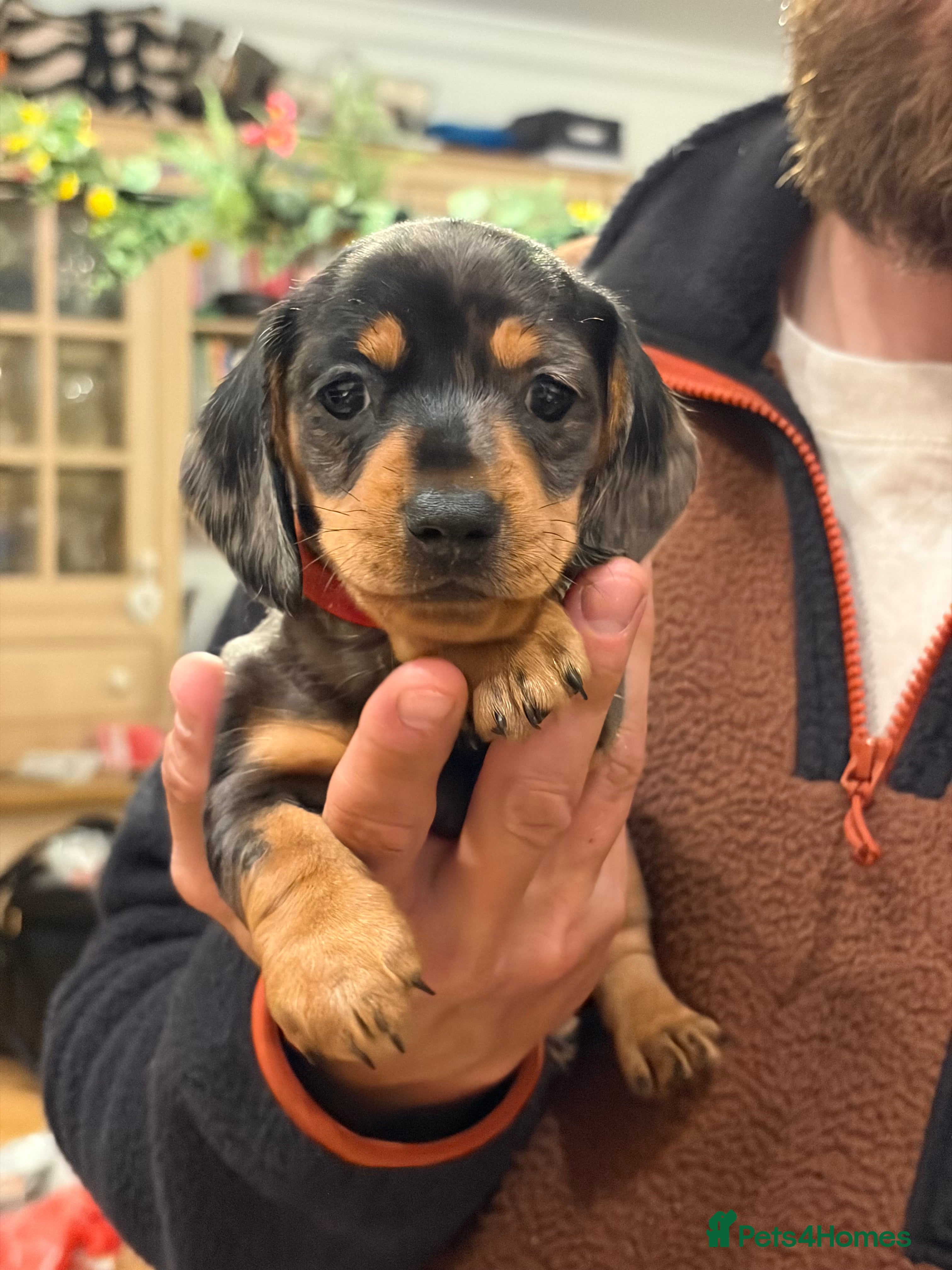 Miniature Dachshund dogs Miniature daschunds  - Advert 11