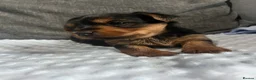 Yorkshire Terrier dogs for sale: Yorkshire terrier puppies - Advert 14