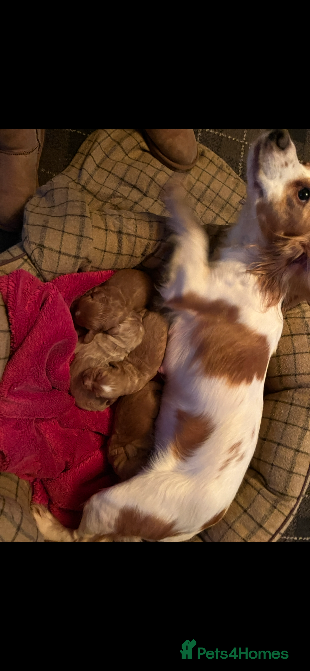 Cocker Spaniel dogs for sale: Champion KC WORKING Cocker Spaniels - Advert 7