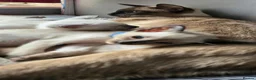 Siamese cats for sale: Stunning GCCF registered Siamese Kittens for sale - Advert 7