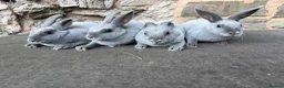 Rex rabbits for sale: Stunning Baby Blue Mini Rex  - Advert 6
