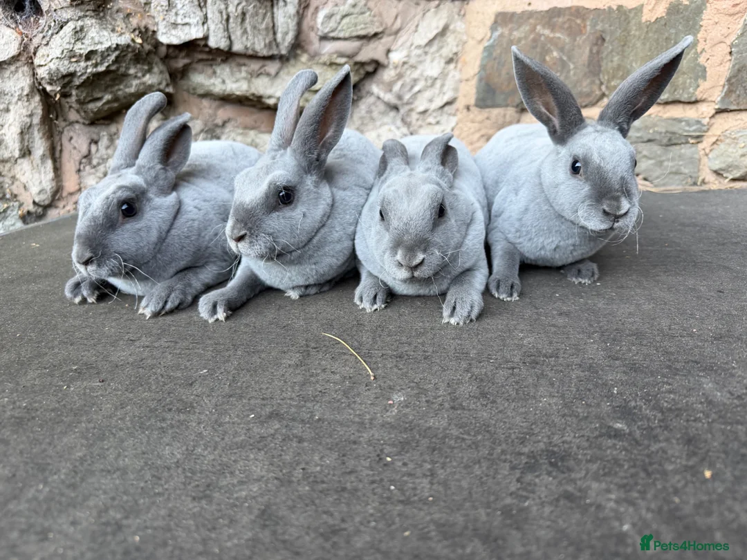 Rex rabbits for sale: Stunning Baby Blue Mini Rex  - Advert 6
