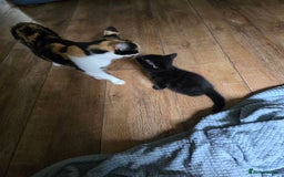 Mixed Breed cats for sale: Beautiful kittens 8 weeks old  - Image 14