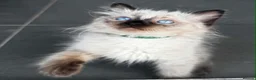 Ragdoll cats for sale: Pure breed ragdoll kittens READY NOW  - Advert 6