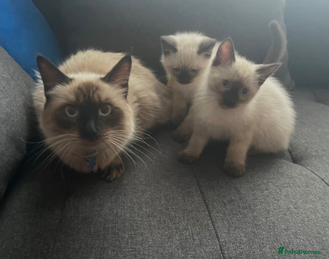 Siamese cats Beautiful Siamese x Ragdoll Kittens - Advert 11