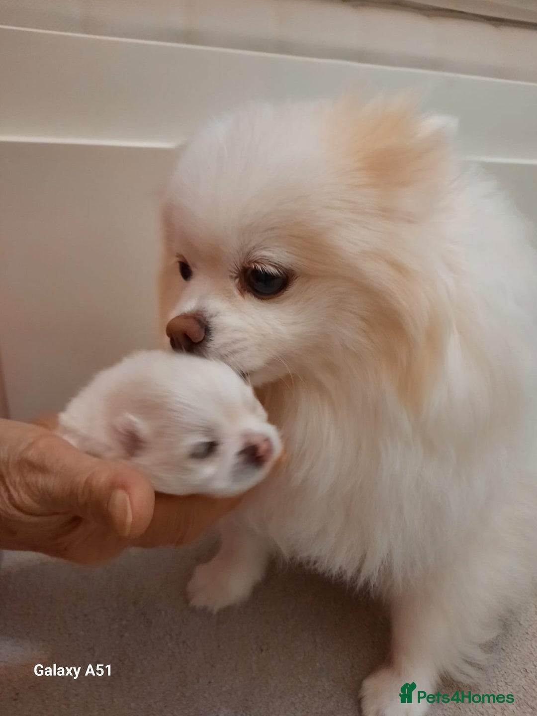 Pomeranian dogs for sale: Russian baby pomeranian(only one girls left) 💕💝  - Advert 10