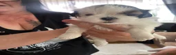 Shih Tzu dogs for sale: Shitzu puppies for sale  - Advert 4