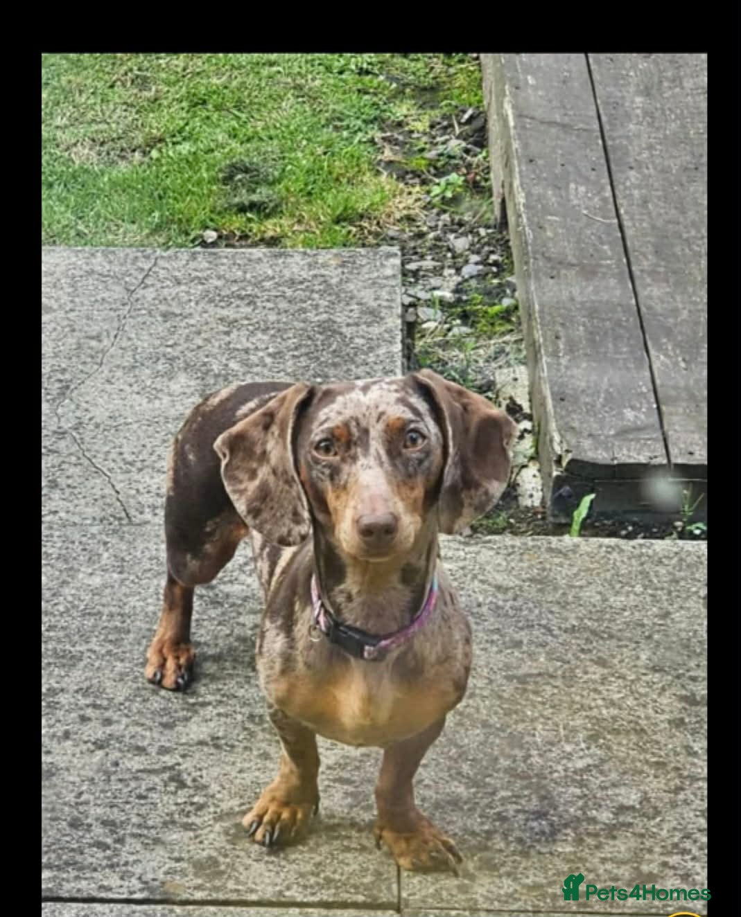Dachshund dogs Willow - Advert 11