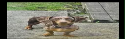Dachshund dogs for sale: Willow in Walsall - Advert 1
