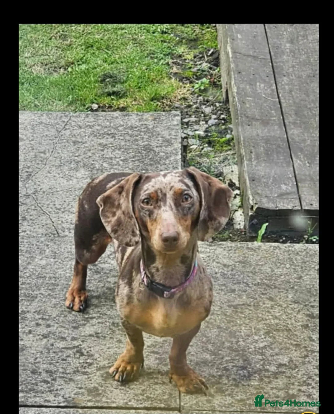 Dachshund dogs for sale: Willow in Walsall - Advert 1
