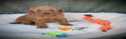 Cockapoo dogs for sale: F1B Cockapoo Puppies - Advert 5