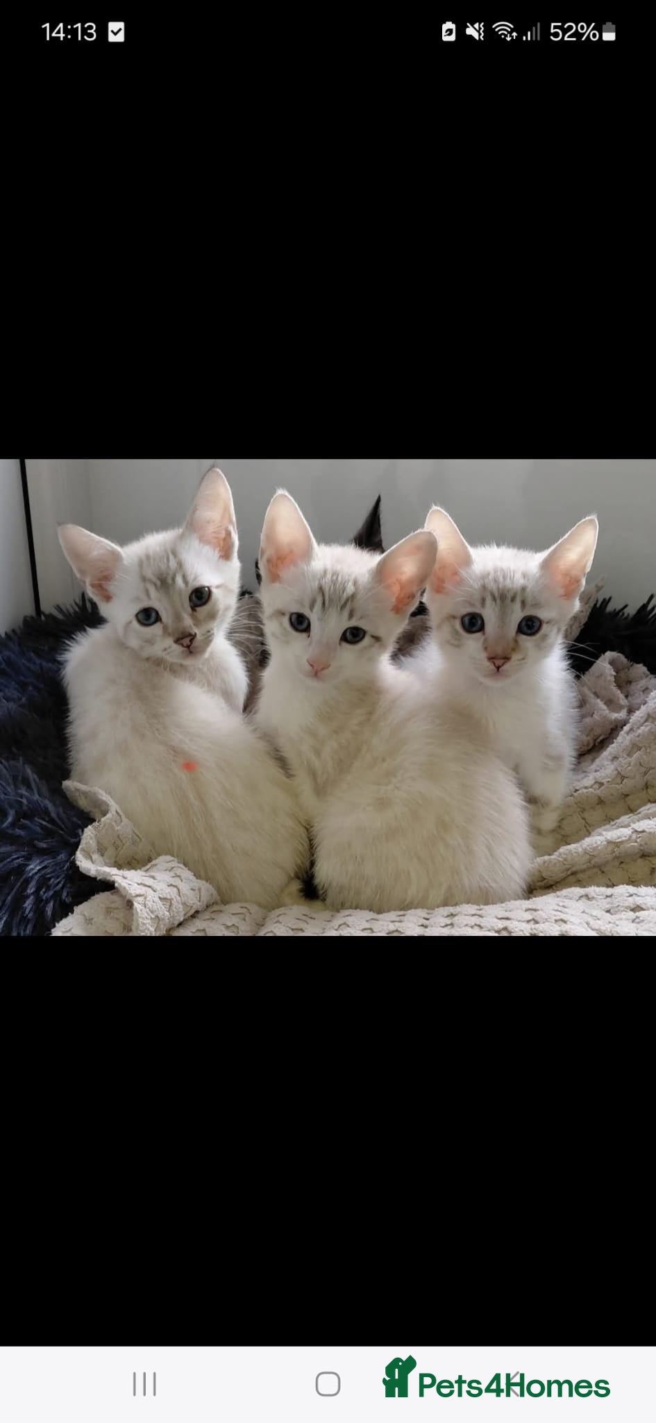 Mixed Breed cats 9 week old male kitten - Advert 5