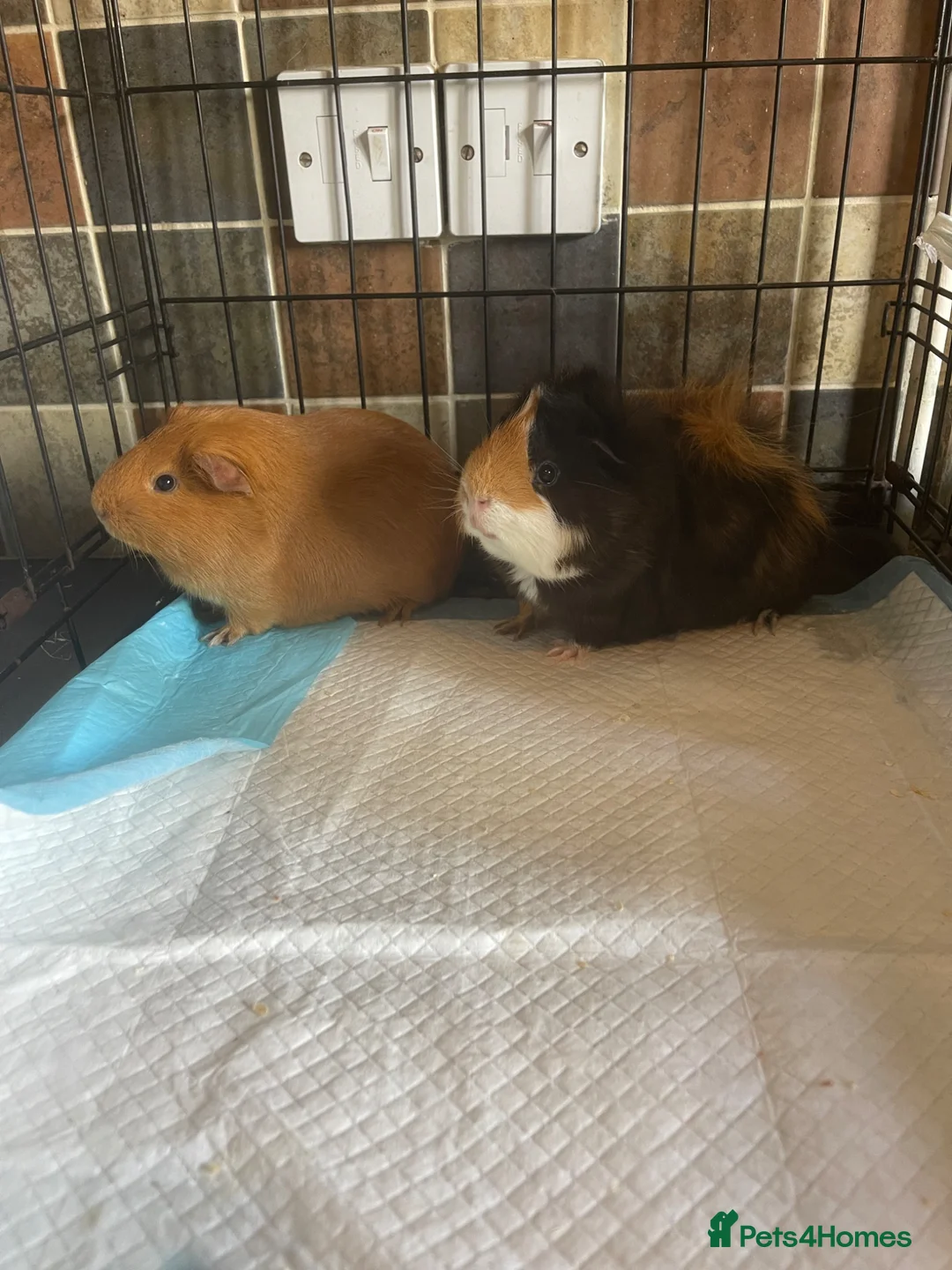 Guinea Pig rodents for sale: 2x boy guinea pigs , Free to new home - Advert 8