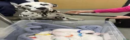 Dalmatian dogs for sale: Pedigree KC Registered Puppies - Advert 3